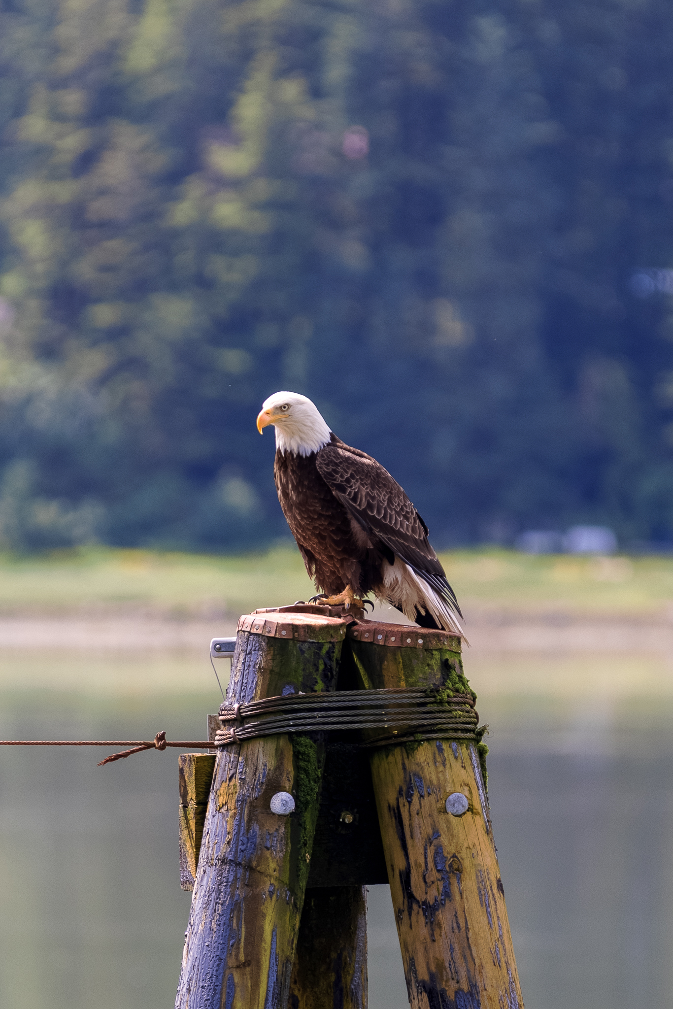 Bald eagle perched in Juneau Alaska