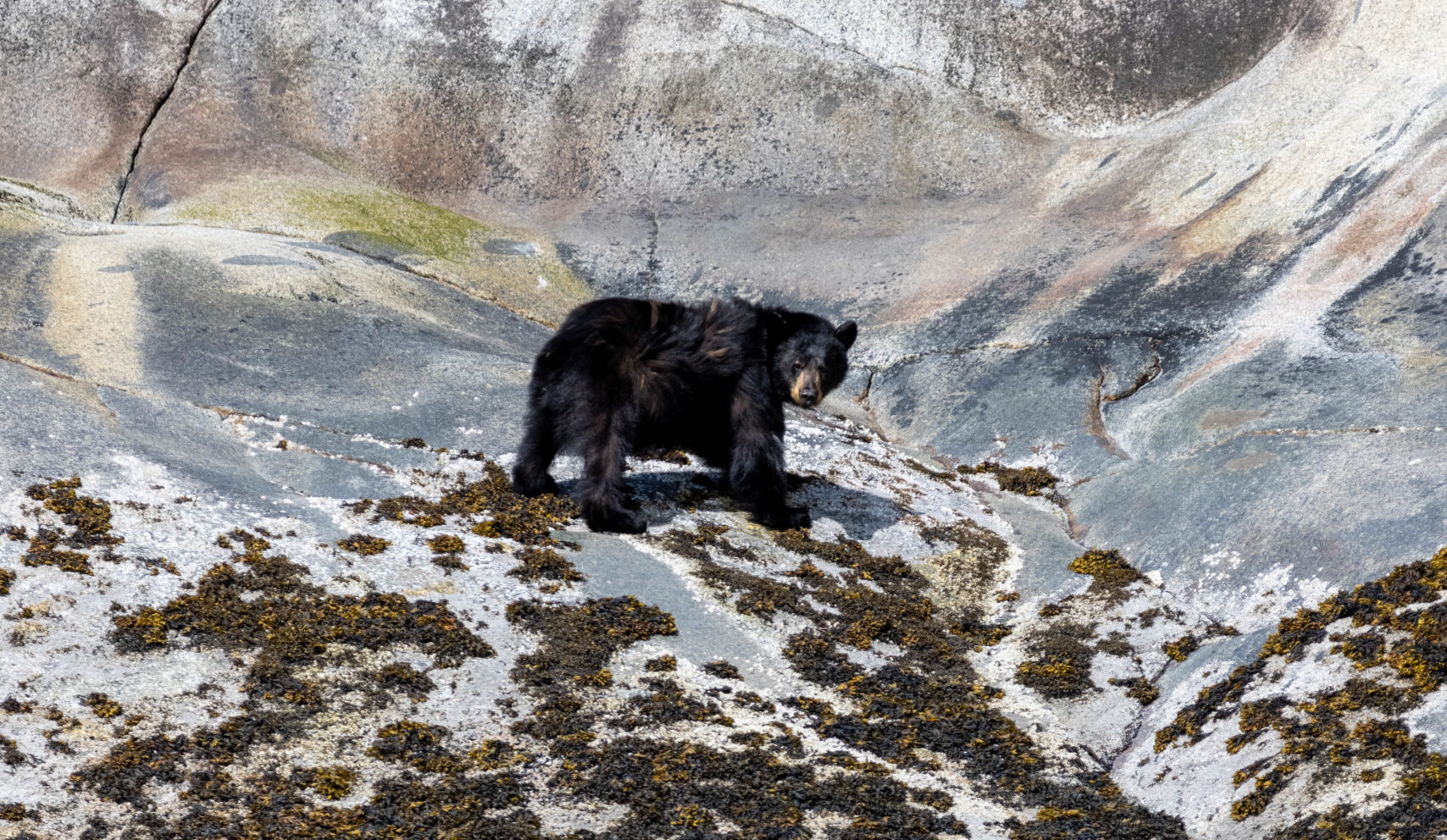 Black bear in Tracy Arm fjord