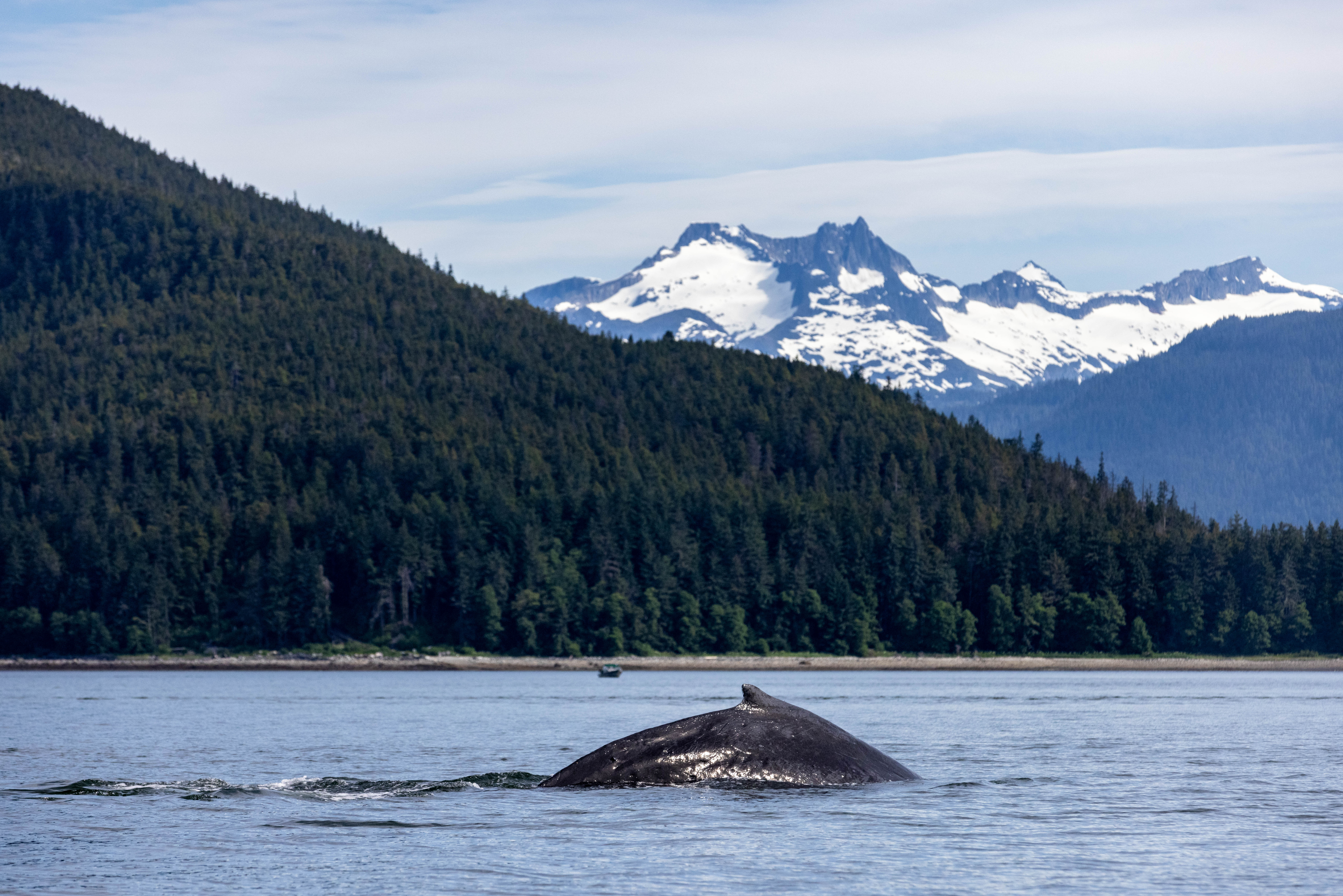A humpback whale surfaces out of the ocean with a snow capped mountain in the background in Juneau