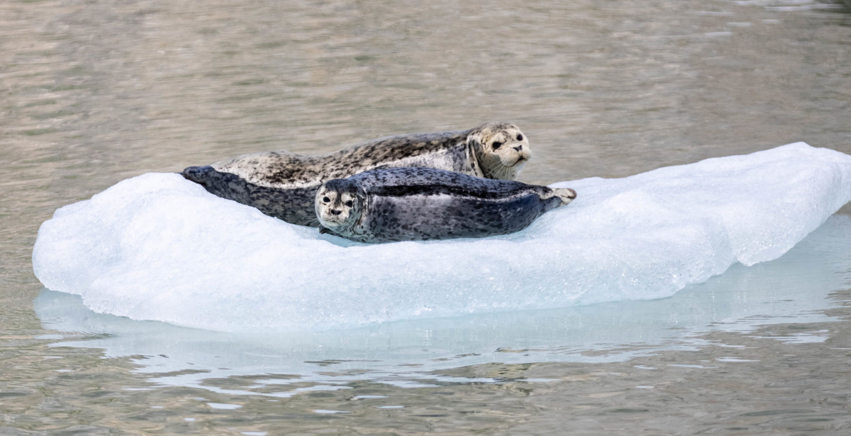 Two seals float on an iceberg in Tracy Arm fjord