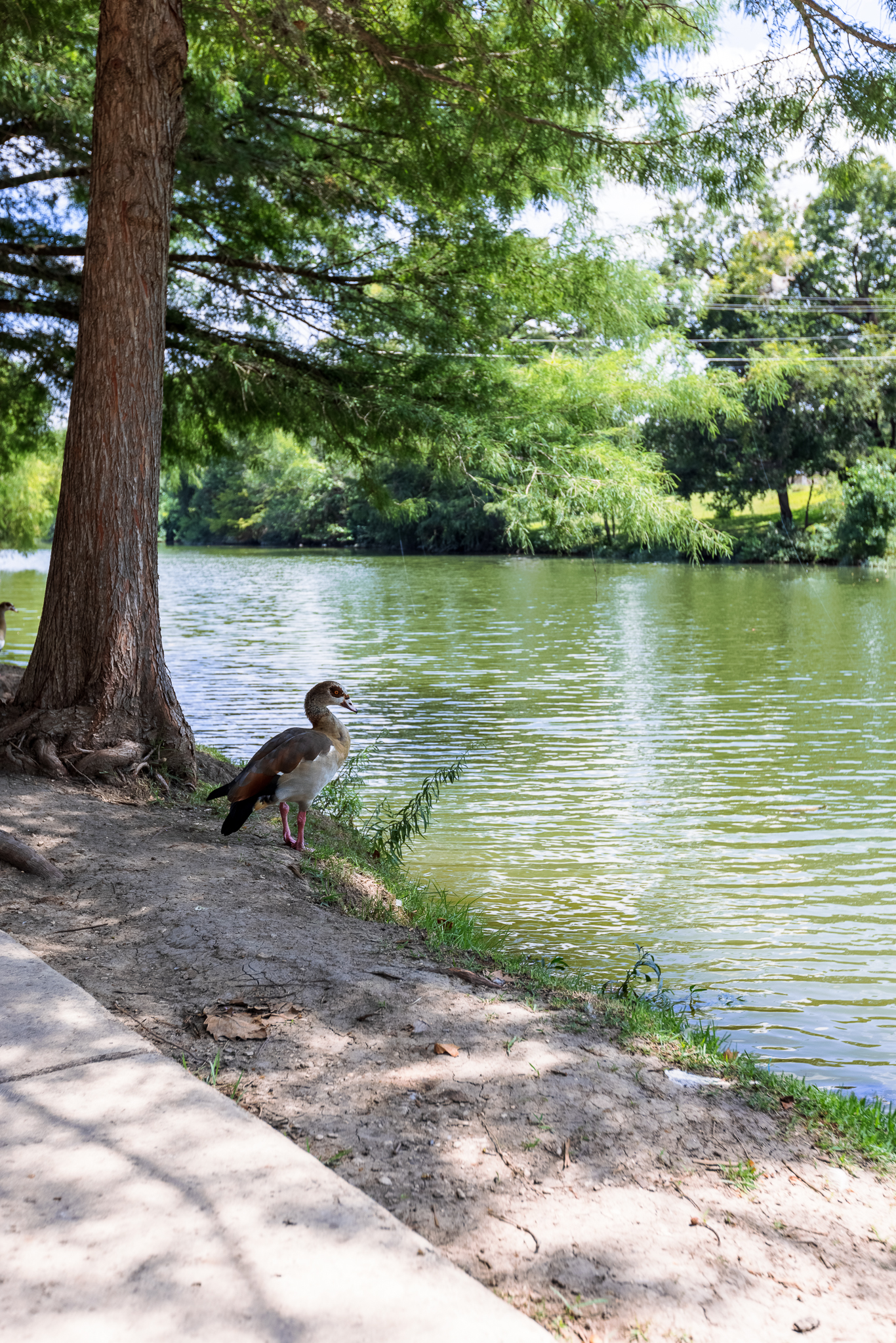 A goose on the banks of River Road Park in Boerne, TX.